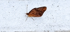 Lepidoptera
