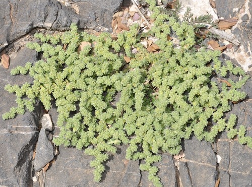 Breu (Dacryodes kukachkana)