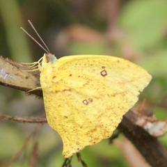 Phoebis neocypris virgo