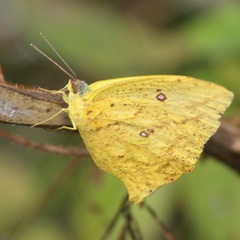 Phoebis neocypris virgo
