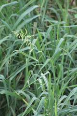 Echinochloa pyramidalis