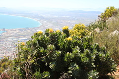 Leucospermum conocarpodendron conocarpodendron