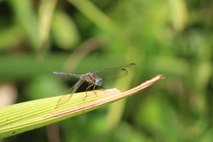 Orthetrum machadoi