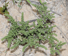 Herniaria fruticosa
