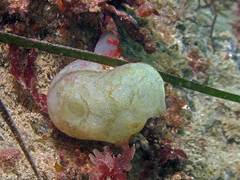 Phallusia mammillata