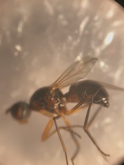 Nemopoda nitidula