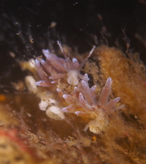 Eubranchus rupium