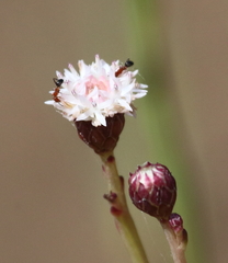 Baccharis juncea