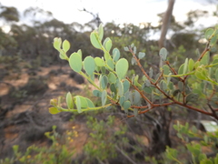 Acacia brachybotrya