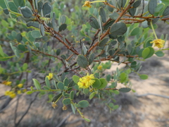 Acacia brachybotrya