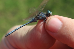 Orthetrum machadoi