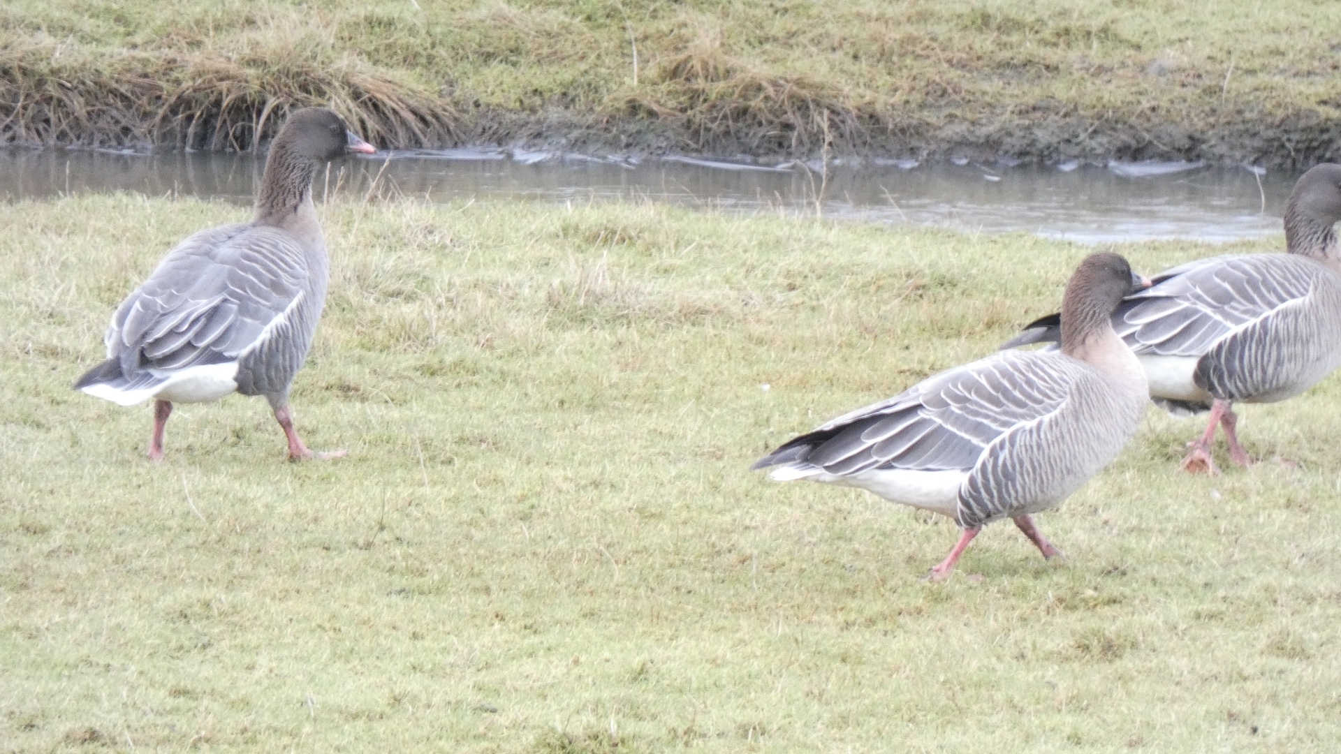 Pink-footed Goose (Anser brachyrhynchus)