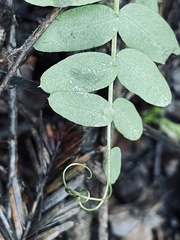 Vicia gigantea