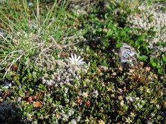 Stellaria gracilenta