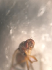 Nemopoda nitidula