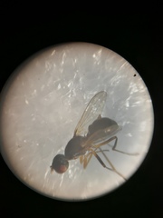 Nemopoda nitidula