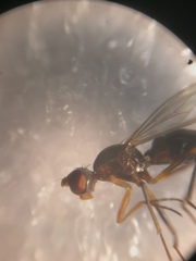 Nemopoda nitidula