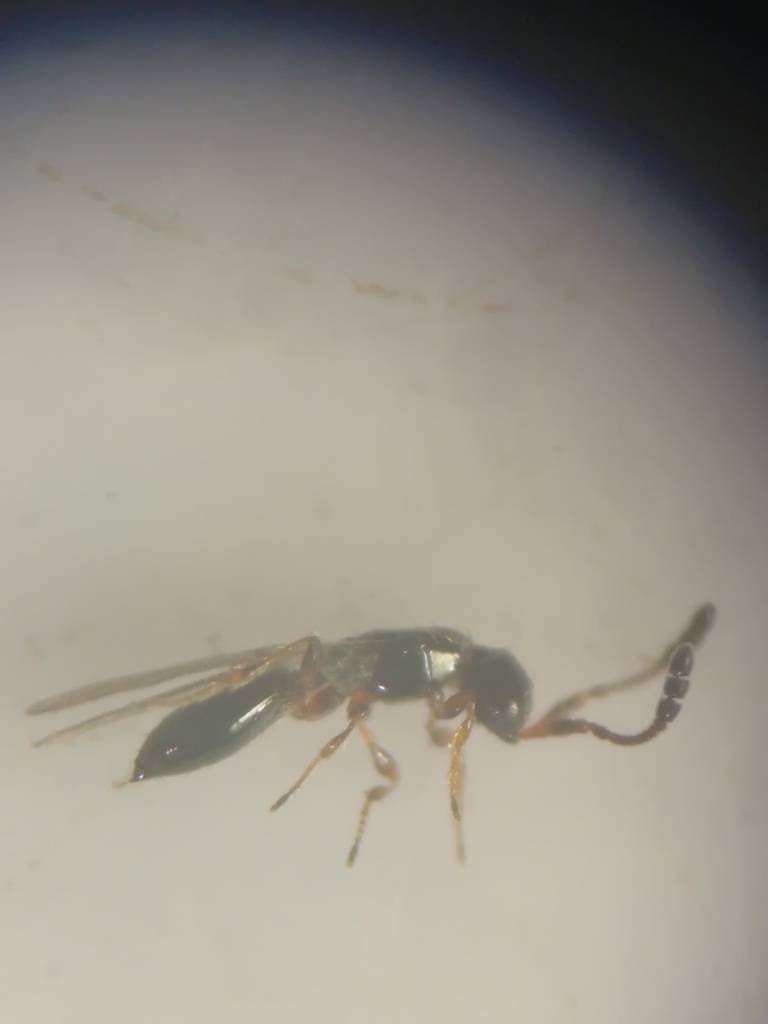 Basalys tritoma
