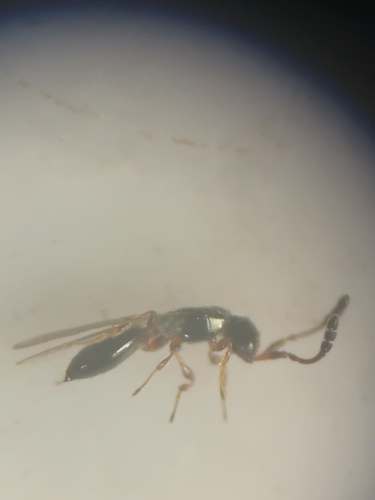 Basalys tritoma