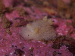 Acanthodoris pilosa