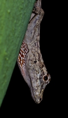 Anolis sulcifrons