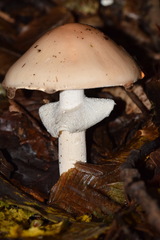 Amanita eliae