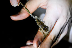 Scinax catharinae