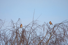 Coccothraustes coccothraustes