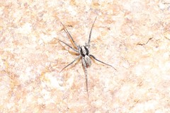 Allocosa