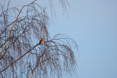 Coccothraustes coccothraustes