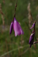 Dierama pulcherrimum