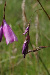Dierama pulcherrimum