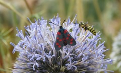 Zygaena dorycnii