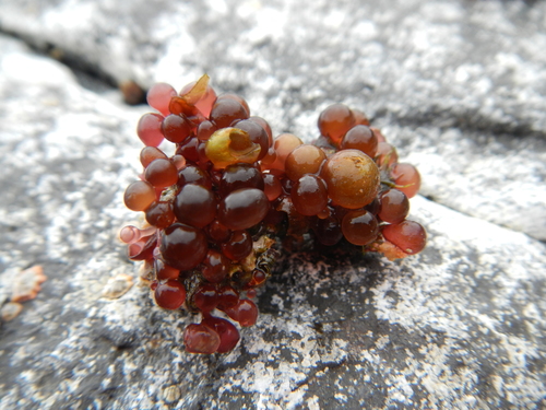 Botryocladia skottsbergii