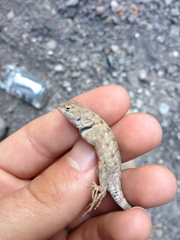 Sceloporus merriami