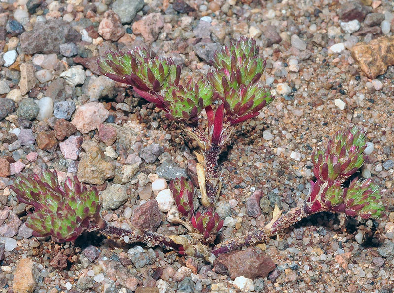 Loeflingia hispanica