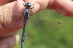 Orthetrum machadoi