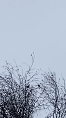 Turdus pilaris