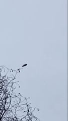 Turdus pilaris