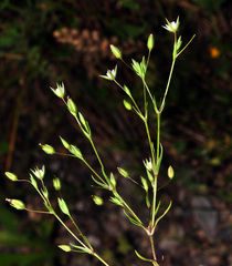 Sabulina tenuifolia