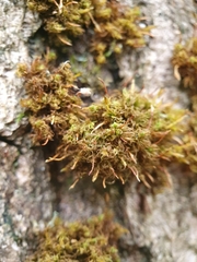 Ulota bruchii