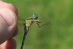 Orthetrum machadoi
