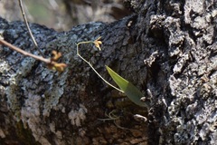 Prosthechea concolor