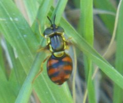 Chrysotoxum triarcuatum