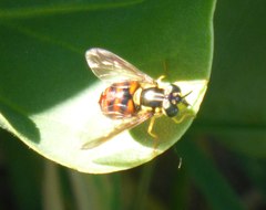 Chrysotoxum triarcuatum