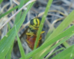 Chrysotoxum triarcuatum