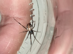 Latrodectus