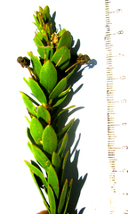 Euryops lateriflorus