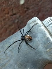 Latrodectus