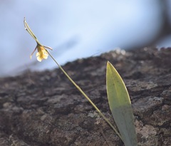 Prosthechea concolor